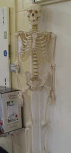 Lot 345 - Anatomical resin skeleton - Sold for £70