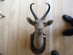 Lot 192 - South African Springbok mounted head 1914 - Sold for £50