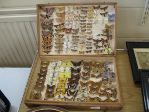 Lot 25 - Collection of butterflies and moths in wooden case - Sold for £25