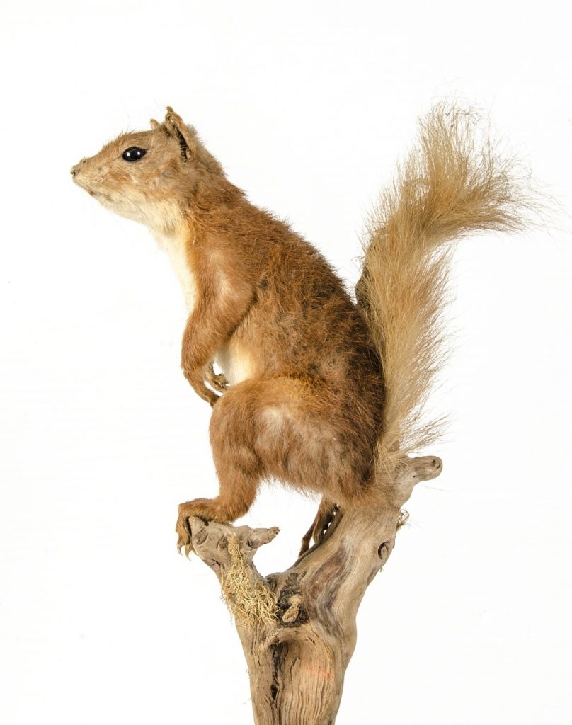 Stuffed Red Squirrel