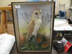 Lot 132 - A stuffed and cased Barn Owl which lived in the seller's great grandfather's garden in Bristol - Sold for £70